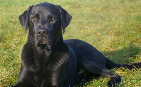 Jerry der Therapiehund